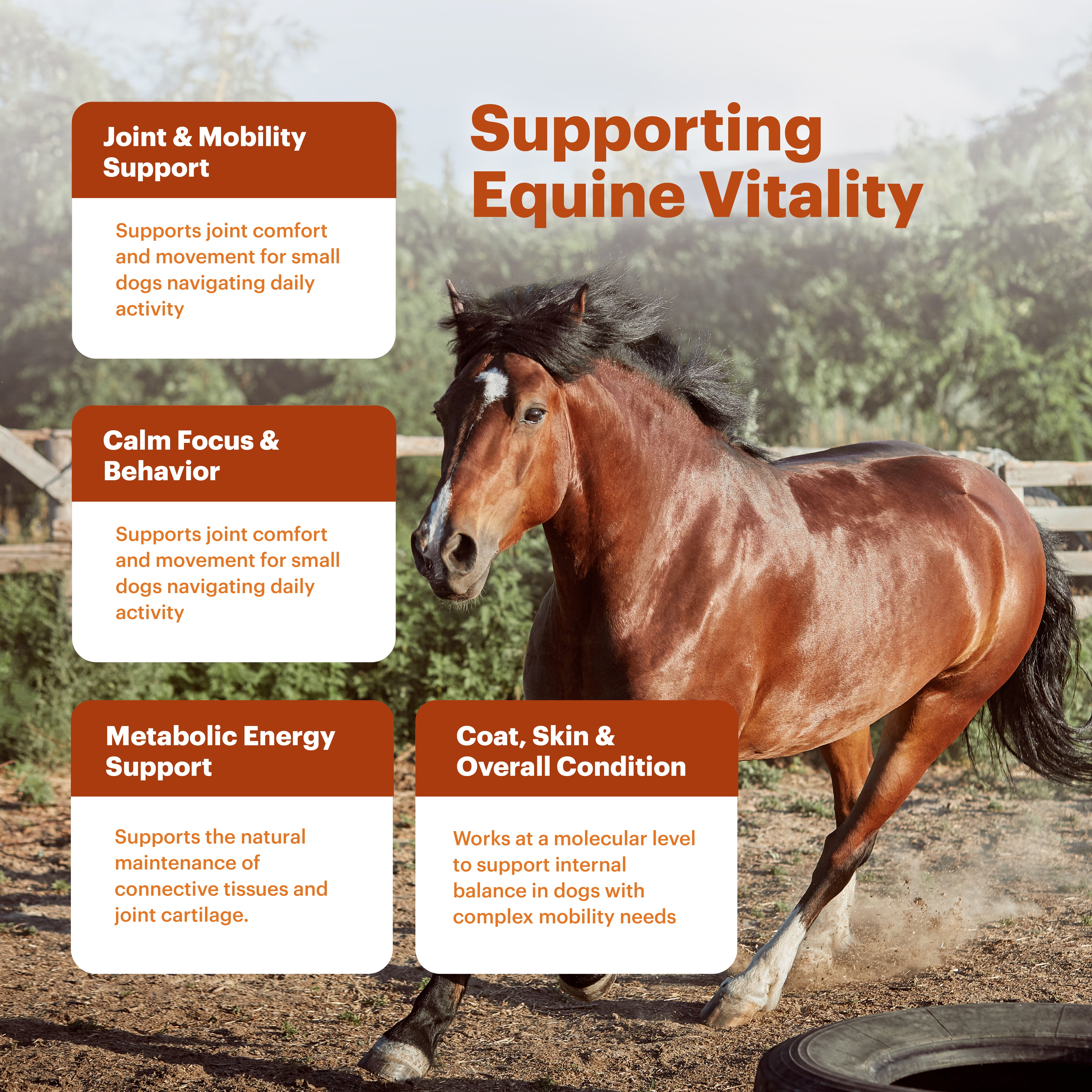 Petnary Thrive | 4-in-1 Equine Vitality Drops – Wild Alaskan Salmon Oil & Metabolic C8 Complex